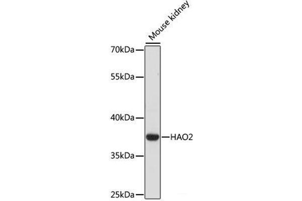 Hydroxyacid Oxidase 2 (HAO2) Antikörper