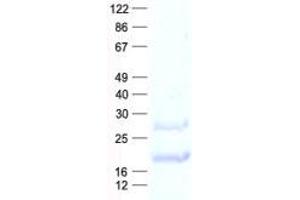 Validation with Western Blot