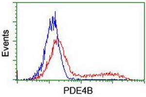 Image no. 3 for anti-phosphodiesterase 4B, cAMP-Specific (PDE4B) antibody (ABIN1500091) (PDE4B anticorps)
