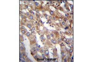 BEND7 Antibody (C-term) (ABIN656703 and ABIN2845935) immunohistochemistry analysis in formalin fixed and paraffin embedded human liver tissue followed by peroxidase conjugation of the secondary antibody and DAB staining.