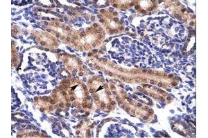 Image no. 1 for anti-Paired Box 5 (PAX5) (AA 64-113) antibody (ABIN6735893) (PAX5 anticorps  (AA 64-113))