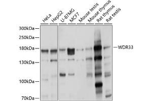 Western blot analysis of extracts of various cell lines, using WDR33 antibody (ABIN6128922, ABIN6150189, ABIN6150191 and ABIN6225030) at 1:1000 dilution. (WDR33 anticorps  (AA 1-200))
