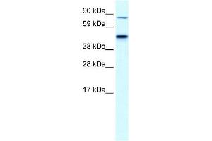Human Liver; WB Suggested Anti-EPB42 Antibody Titration: 0. (EPB42 anticorps  (Middle Region))