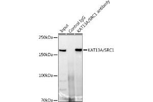 Immunoprecipitation analysis of 300 μg extracts of 293T cells using 3 μg KA/SRC1 antibody (ABIN7269005).
