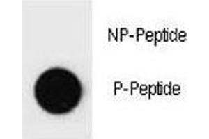 Dot blot analysis of p-PARP-1 antibody.