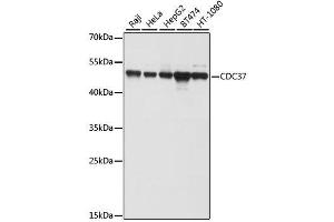 Western blot analysis of extracts of various cell lines, using CDC37 antibody. (CDC37 anticorps  (AA 1-160))