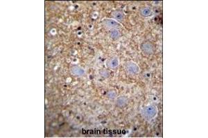 XKR4 Antibody (C-term) (ABIN655553 and ABIN2845060) immunohistochemistry analysis in formalin fixed and paraffin embedded human brain tissue followed by peroxidase conjugation of the secondary antibody and DAB staining. (XKR4 anticorps  (C-Term))