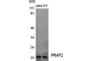 Western Blotting (WB) image for anti-PRA1 Domain Family, Member 2 (PRAF2) (C-Term) antibody (ABIN3177002) (PRAF2 anticorps  (C-Term))