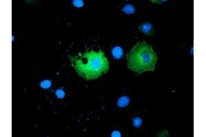 Anti-PAICS mouse monoclonal antibody (ABIN2453417) immunofluorescent staining of COS7 cells transiently transfected by pCMV6-ENTRY PAICS (RC215225). (PAICS anticorps)