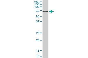 NEDD1 monoclonal antibody (M05), clone 7D10.