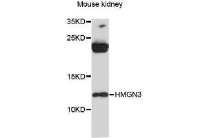 Western blot analysis of extracts of mouse kidney, using HMGN3 antibody (ABIN6293333) at 1:3000 dilution. (HMGN3 anticorps)