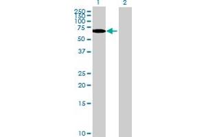 Western Blot analysis of TULP2 expression in transfected 293T cell line by TULP2 MaxPab polyclonal antibody. (TULP2 anticorps  (AA 1-520))