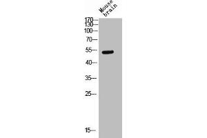 Western blot analysis of Mouse-kidney lysis using Glut3 antibody.