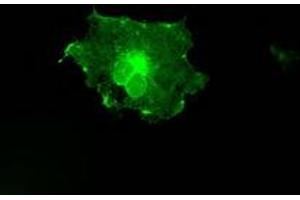 Anti-FCGR2A mouse monoclonal antibody (ABIN2452565) immunofluorescent staining of COS7 cells transiently transfected by pCMV6-ENTRY FCGR2A (RC205786). (FCGR2A anticorps)
