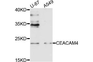 Western blot analysis of extracts of U87 and A549 cells, using CEACAM4 antibody. (CEACAM4 anticorps)