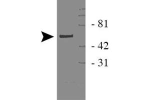 Western blot analysis of WWTR1 in 293 cell lysate with WWTR1 polyclonal antibody .