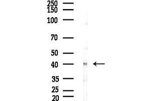 Western blot analysis of lysates from Rat testis, using C Antibody at 1/1000 dilution.