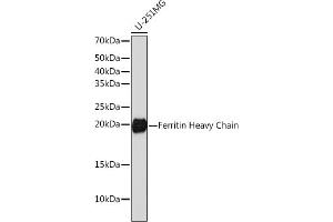 Western blot analysis of extracts of U-251MG cells, using Ferritin Heavy Chain antibody (ABIN7267168) at 1:1000 dilution. (FTH1 anticorps)