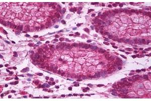 Anti-BBC3 / PUMA antibody IHC staining of human colon. (PUMA anticorps  (AA 2-16))
