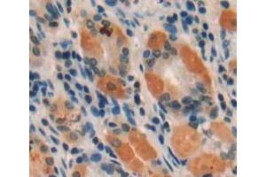Used in DAB staining on fromalin fixed paraffin-embedded stomach tissue (Intrinsic Factor anticorps  (AA 198-413))