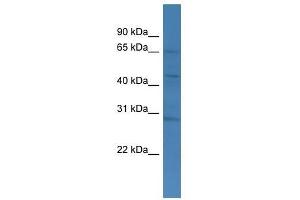 Western Blot showing TMCO4 antibody used at a concentration of 1-2 ug/ml to detect its target protein. (TMCO4 anticorps  (C-Term))