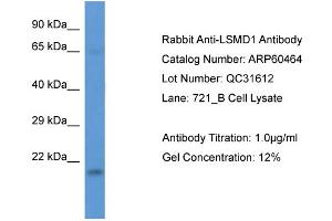 Western Blotting (WB) image for anti-LSM Domain Containing 1 (LSMD1) (Middle Region) antibody (ABIN786174) (LSMD1 anticorps  (Middle Region))