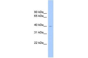 WB Suggested Anti-ELAVL2 Antibody Titration: 0.