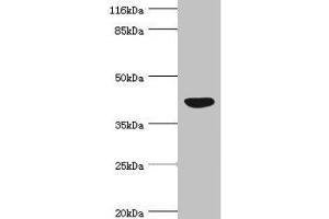 Western blot All lanes: NDRG2 antibody at 4. (NDRG2 anticorps  (AA 152-371))
