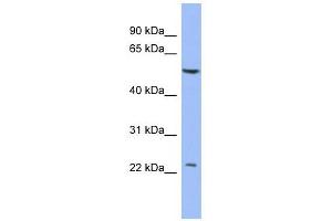 PABPC1L2A antibody used at 1 ug/ml to detect target protein. (PABPC1L2A anticorps)