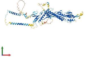 AlphaFold protein structure predicition of Mouse Recombinant Med17 Protein, UniprotID Q8VCD5