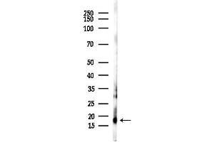 anti-FUN14 Domain Containing 1 (FUNDC1) (pSer17) antibody
