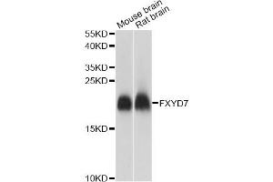 Western blot analysis of extracts of various cell lines, using FXYD7 antibody. (FXYD7 anticorps)