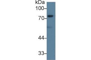 Western blot analysis of Mouse 3T3-L1 cell lysate, using Human DVL2 Antibody (1 µg/ml) and HRP-conjugated Goat Anti-Rabbit antibody ( (DVL2 anticorps  (AA 78-250))