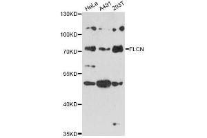 Western blot analysis of extracts of various cell lines, using FLCN antibody (ABIN6294212) at 1:3000 dilution. (FLCN anticorps)