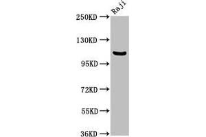 NFKB1 anticorps  (AA 1-961)