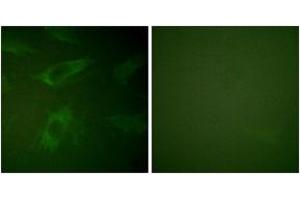 Immunofluorescence (IF) image for anti-Rabphilin 3A (RPH3A) (AA 203-252) antibody (ABIN2888698) (RPH3A anticorps  (AA 203-252))