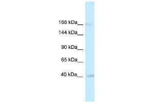 Western Blot showing RGD1563533 antibody used at a concentration of 1. (CASZ1 anticorps  (Middle Region))