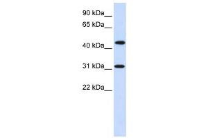 Western Blotting (WB) image for anti-Zinc Finger Protein 684 (ZNF684) antibody (ABIN2458119) (ZNF684 anticorps)