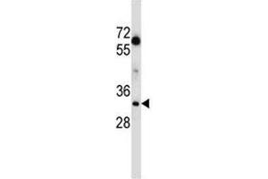 LDHA antibody western blot analysis in MDA-MB231 lysate.