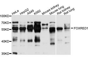 Western blot analysis of extracts of various cell lines, using FOXRED1 antibody (ABIN4903700) at 1:1000 dilution. (FOXRED1 anticorps)