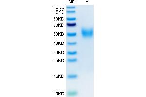 Biotinylated Human 2B4/SLAMF4 on Tris-Bis PAGE under reduced condition.