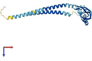 AlphaFold protein structure predicition of Human Recombinant KCNMB2 Protein, UniprotID Q9Y691