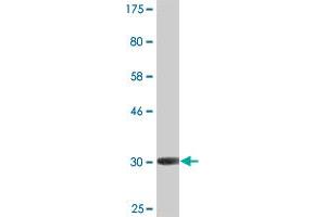 Western Blot detection against Immunogen (31. (AVPR1A anticorps  (AA 1-52))