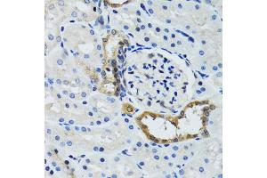 Immunohistochemistry of paraffin-embedded rat kidney using STAT3 antibody (ABIN1876697) at dilution of 1:100 (40x lens). (STAT3 anticorps)