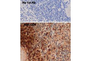 IHC of mouse spleen using anti-CD4 antibody and FFPE tissue after heat-induced antigen retrieval.