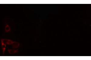 ABIN6274211 staining 293 cells by IF/ICC.