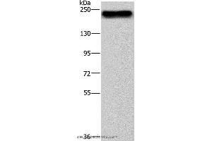 Western blot analysis of NIH/3T3 cell, using BRD4 Polyclonal Antibody at dilution of 1:500