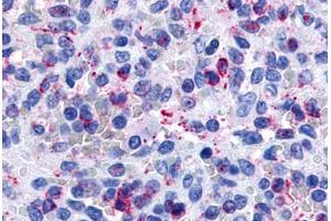 Anti-P2RY13 / P2Y13 antibody  ABIN1049210 IHC staining of human spleen.