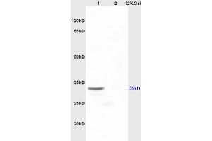 Lane 1: mouse embryo lysates Lane 2: mouse lung lysates probed with Anti SOX2 Polyclonal Antibody, Unconjugated (ABIN669621) at 1:200 in 4 °C. (SOX2 anticorps  (AA 227-317))