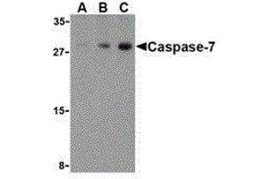 Western Blotting (WB) image for anti-Caspase 7, Apoptosis-Related Cysteine Peptidase (CASP7) (C-Term) antibody (ABIN2477917) (Caspase 7 anticorps  (C-Term))